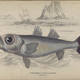 Illustration for article titled Natural History of Fishes of the Perch Family